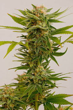 Humboldt Seed Organization - Sour Diesel #2 (reg.) 04733