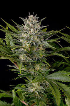 Humboldt Seed Organization - Pineapple Skunk (reg.) 04731