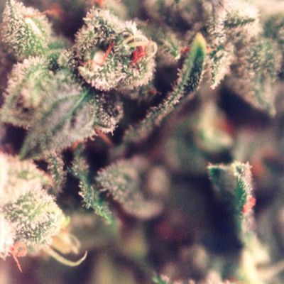 Female Seeds - Sweet Soul (X-Line) (auto/fem.) 01528