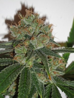 Resin Seeds - Bubblicious (fem.) 01796