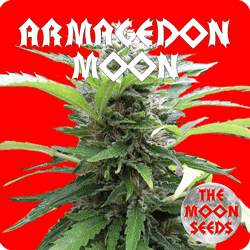 The Moon Seeds - Armagedon Moon (fem.) moon5