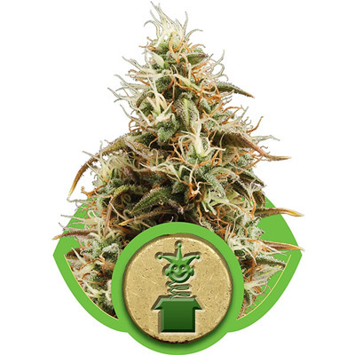 Royal Queen Seeds - Royal Jack Automatic (auto/fem.) 04057