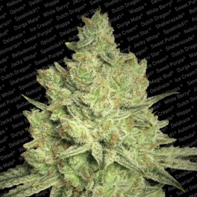 Paradise Seeds - Jacky White (fem.) 01730