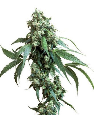 Sensi Seeds - Jack Flash #5 (fem.) 03900