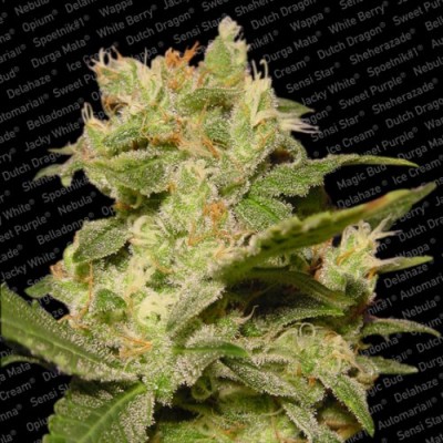 Paradise Seeds - Auto Jack (auto/fem.) 01714