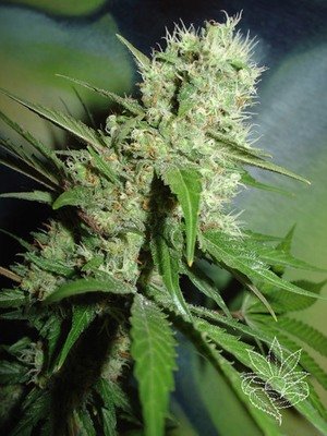 Homegrown Fantaseeds - Jack Herer (fem.) 04454
