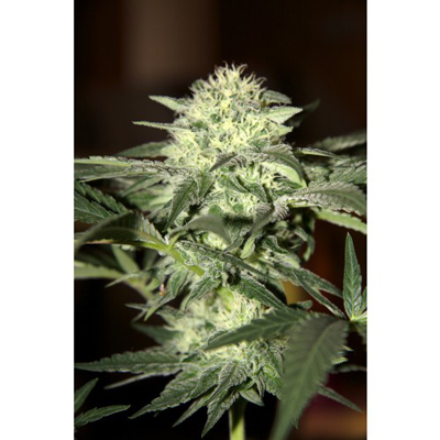Seedsman - Auto Moscow (auto/fem.) 00122