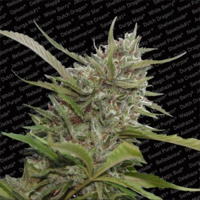 Paradise Seeds - Auto Whiteberry (auto/fem.) 01716