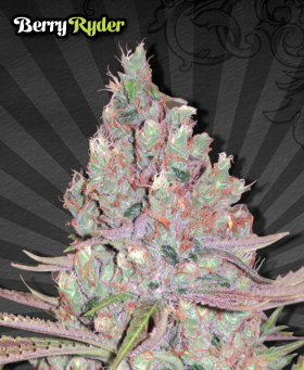 Auto Seeds - Berry Ryder (auto/fem.) 00221