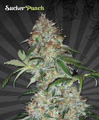 Auto Seeds - Sucker Punch (auto/fem.) 03708