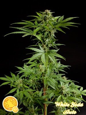 Philosopher Seeds - White Yoda Auto (auto/fem.) 03184