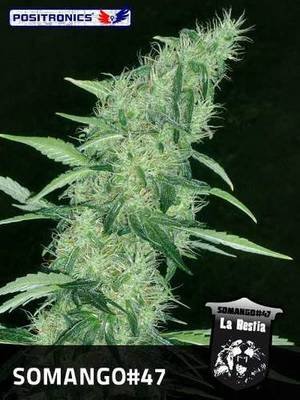 Positronics - Somango 47 (fem.) 02762