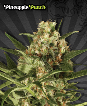 Auto Seeds - Pineapple Punch (auto/fem.) 00226