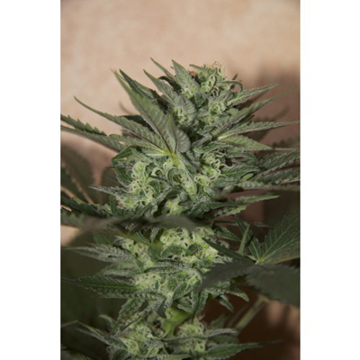 Seedsman - Auto Great White (auto/fem.) 00118