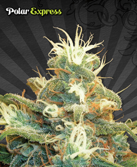 Auto Seeds - Polar Express (auto/fem.) 00227
