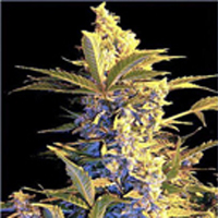 Joint Doctor (High Bred Seeds) - Easy Ryder (auto/fem.) 02026