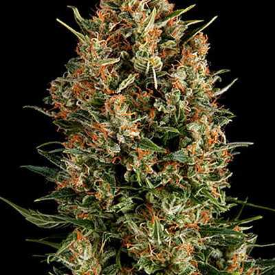 Pyramid Seeds - Auto Wembley (auto/fem.) 01783