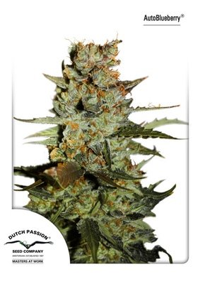 Dutch Passion - Auto Blueberry (auto/fem.) 04937