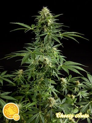 Philosopher Seeds - Cheesy Auto (auto/fem.) 03175