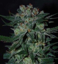 World Of Seeds - Obssesion (fem.) 08607