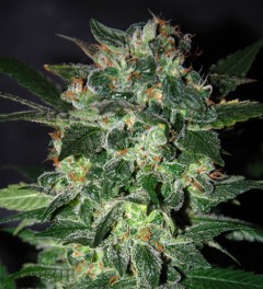 World Of Seeds - Domina Star (fem.) 08601