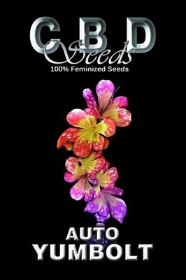 CBD Seeds - Auto Yumbolt (auto/fem.) 04707