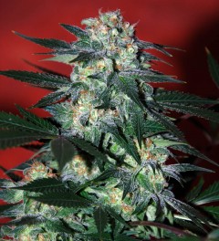 World Of Seeds - Delirium (fem.) 08604