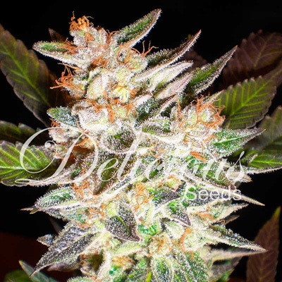 Delicious Seeds - Cheese Candy Auto (fem./auto) 03622