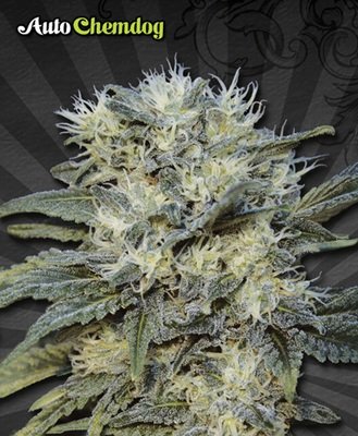 Auto Seeds - Auto Chemdog (auto/fem.) 00231
