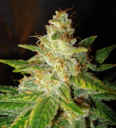 World Of Seeds - New York Special (fem.) SWOF030021