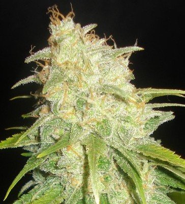 Delicious Seeds - Critical Yumbolt (fem.) 02518
