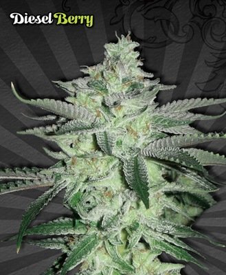Auto Seeds - Diesel Berry Automatic (auto/fem.) 00223