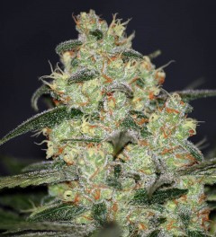 World Of Seeds - Madness (fem.) 08605