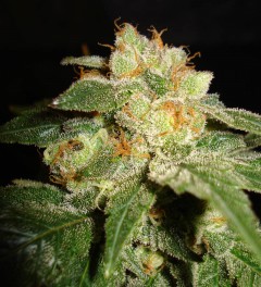 World Of Seeds - Privilege (fem.) 08608