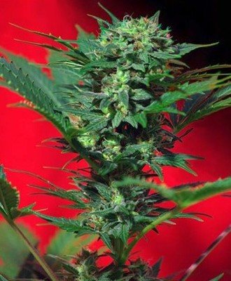 Sweet Seeds - Speed Devil Auto (auto/fem.) 02084