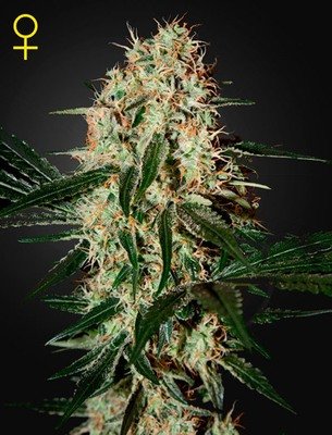 Green House Seeds - Arjan's Haze #3 (fem.) 04208