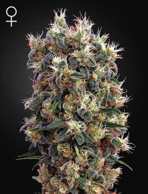 Green House Seeds - The Church (fem.) 02673