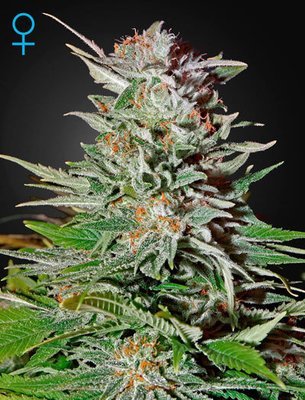 Green House Seeds - Super Lemon Haze Auto (auto/fem.) 03487