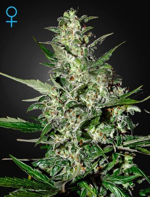 Green House Seeds - Super Critical Auto (auto/fem.) 05292
