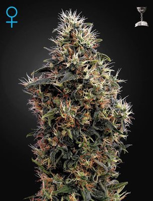Green House Seeds - Sweet Mango Auto (auto/fem.) 05293
