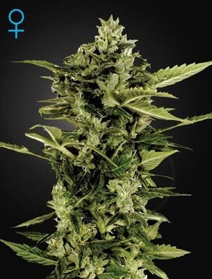 Green House Seeds - Auto-Bomb (auto/fem.) 05284