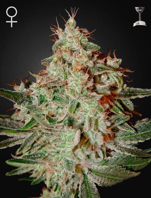 Green House Seeds - Lemon Skunk (fem.) 05268