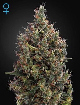 Green House Seeds - Big Bang Autoflowering (auto/fem.) 05283
