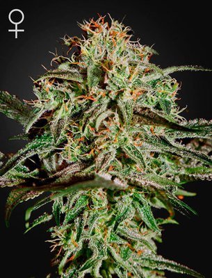 Green House Seeds - A.M.S. (fem.) 04203