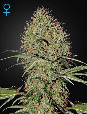 Green House Seeds - Super Bud Auto (auto/fem.) 03734