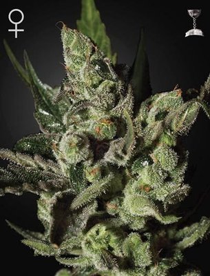 Green House Seeds - Exodus Cheese (fem.) 05255