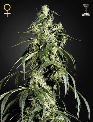 Green House Seeds - Arjan's Haze #1 (fem.) 04204