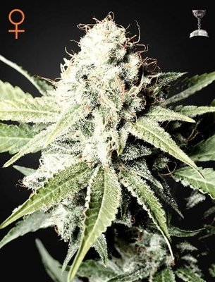 Green House Seeds - Great White Shark (fem.) 05256