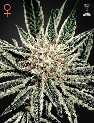 Green House Seeds - El Niño (fem.) 02682