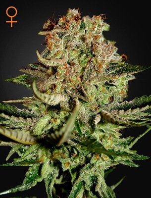 Green House Seeds - Super Bud (fem.) 04838